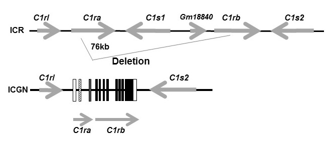 structure of C1 allele
