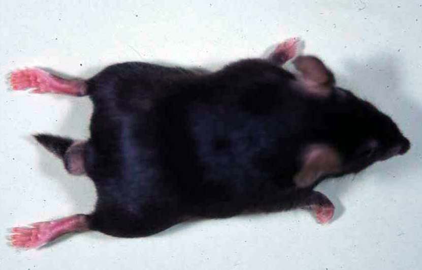 omaマウスの写真