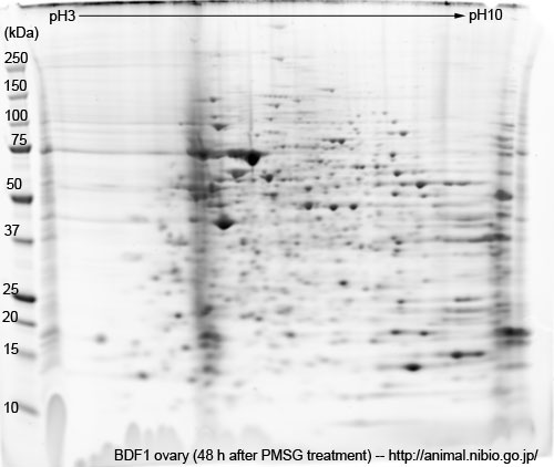 BDF1 マウス卵巣 (PMSG処理後）--2DE