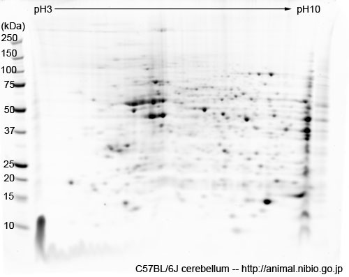 2DE of cerebellum from C57BL/6J mouse