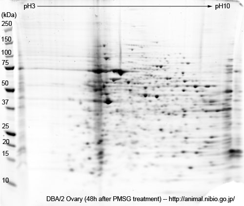 DBA/2 マウス卵巣 (PMSG処理後）--2DE