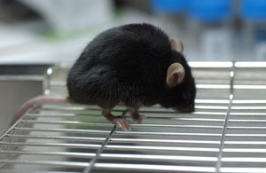 photo of 4C30 mice
