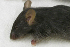 ATF4 KO mouse (microphthalmia)