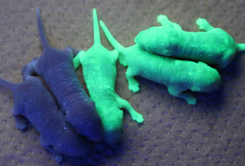 Photo of GFP mice