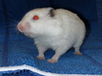 Syrian Hamster (Golden Hamster) Information