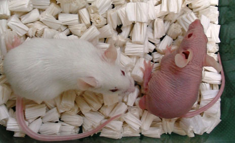 Photo of HR mice