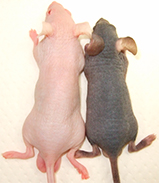 Photo of Kuro (right) and HR-1 (left) mice