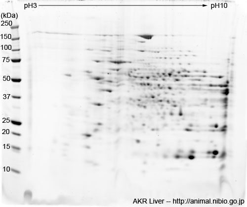 2DE of liver from AKR mouse