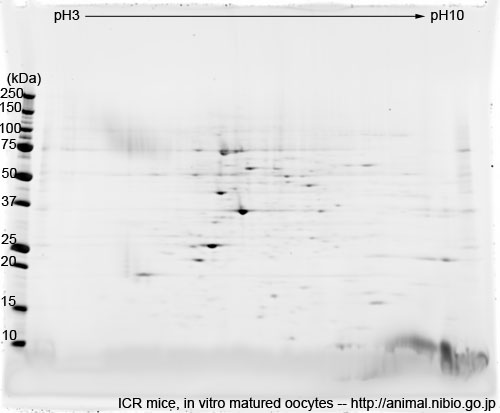 2DE of in vitro matured oocytes from ICR mice