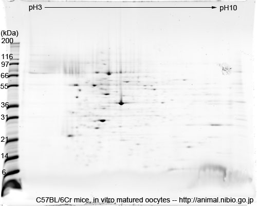 2DE of in vitro matured oocytes from C57BL/6Cr mice