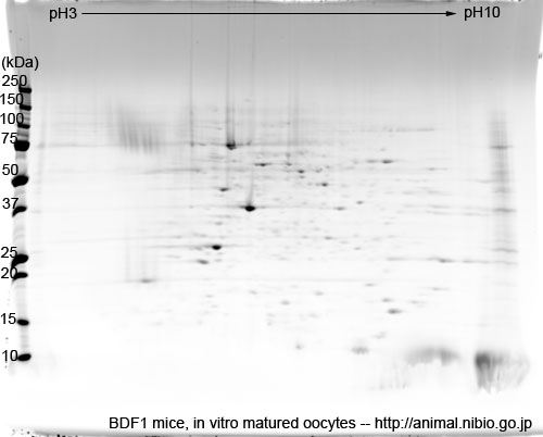 2DE of in vitro matured oocytes from BDF1 mice