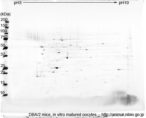 2DE of in vitro matured oocytes from DBA/2 mice