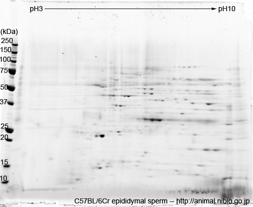 2DE of epididymal sperm from C57BL/6Cr mouse