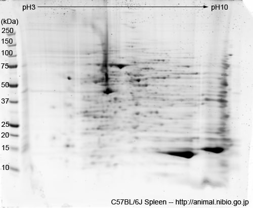 2DE of spleen from C57BL/6J mouse