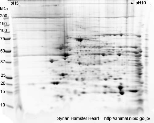 2DE of heart from Syrian Hamster