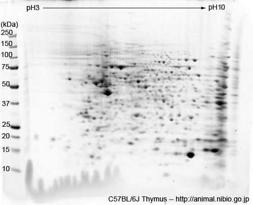 2DE of thymus from C57BL/6J mouse