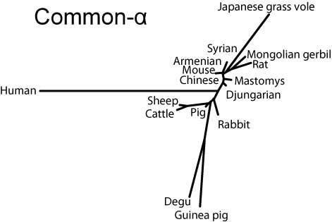 NJ-tree of Common-alpha subunits