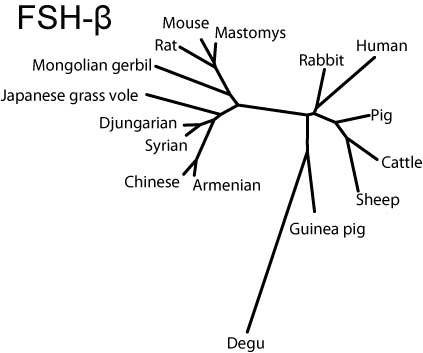 FSH-betaサブユニットの分子系統樹
