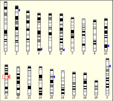 Chromosomal position