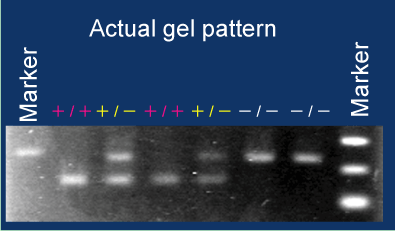 Example of genotyping