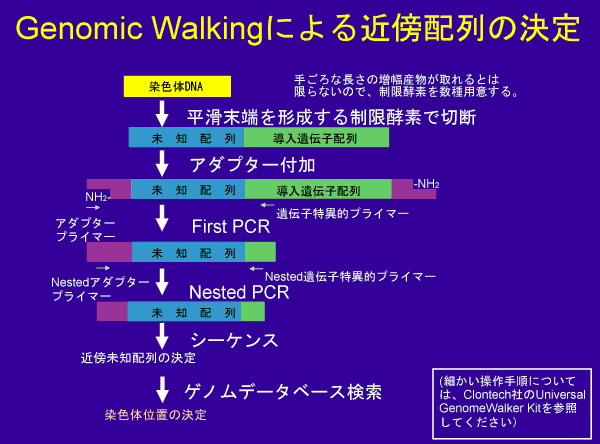 genomic walking