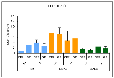 Srain difference in the mRNA expression of UCP1 in brown fat