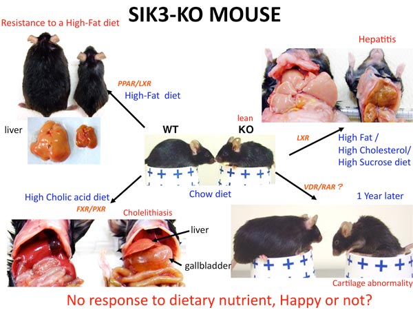 Outline of SIK3-KO mice